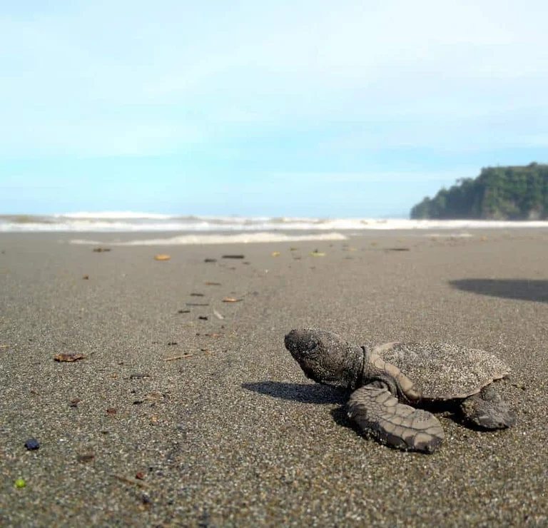A baby olive ridley sea turtle making its way across the sand toward the ocean at Playa Tortuga near Ojochal, Costa Rica