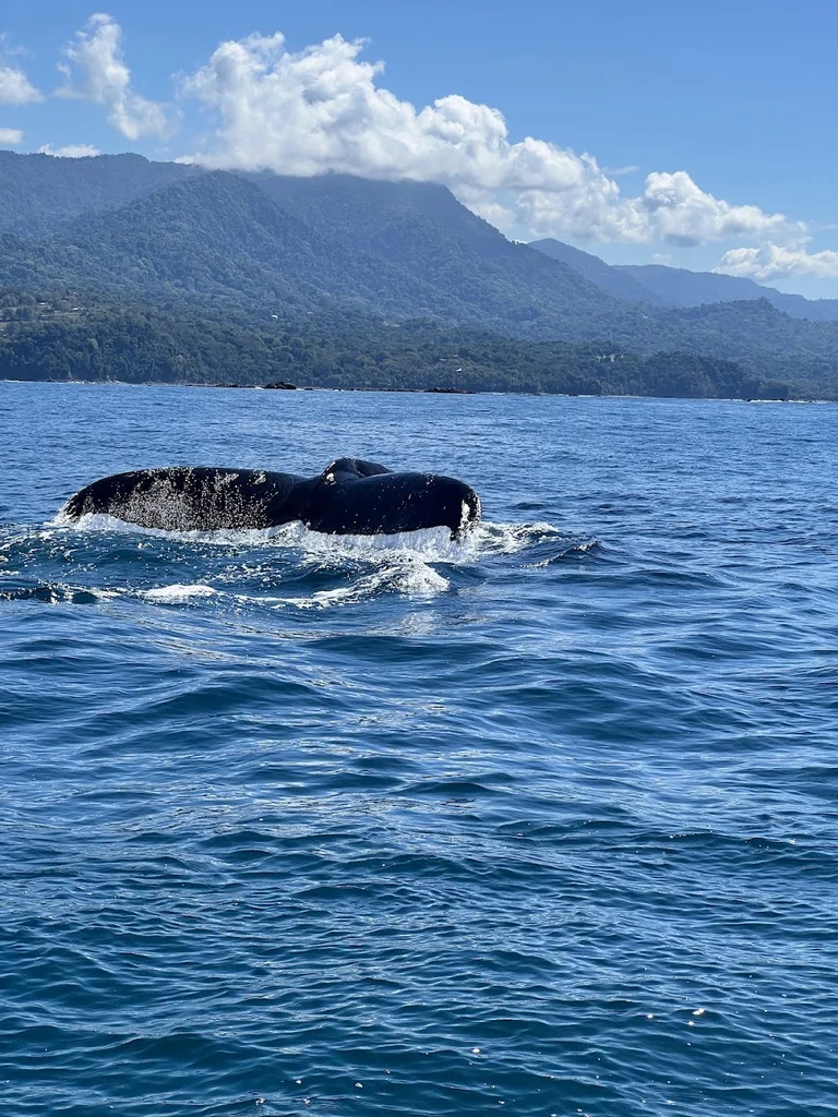 A humpback whale's tail breaking the surface of the Pacific Ocean near Marino Ballena National Park, with the Costa Ballena coastline in the background