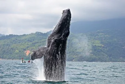 A humpback whale breaching the surface of the Pacific off the Costa Ballena coast